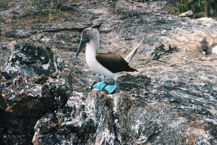 6-Day Galapagos Superior Adventure: San Cristóbal & Santa Cruz Wildlife Expedition