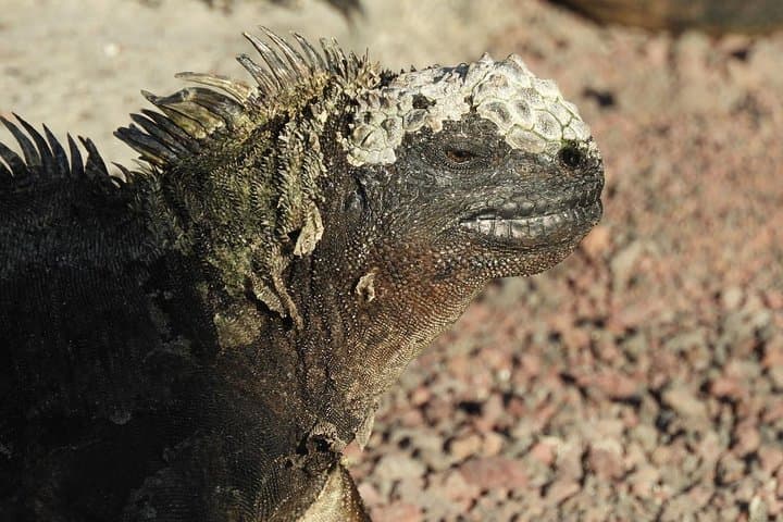 6-Day Galapagos Superior Adventure: San Cristóbal & Santa Cruz Wildlife Expedition photo 2