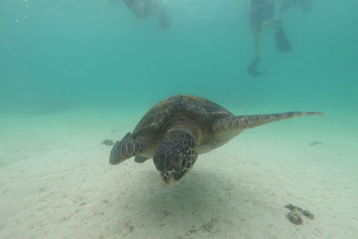 6-Day Galapagos Superior Adventure: San Cristóbal & Santa Cruz Wildlife Expedition photo 4