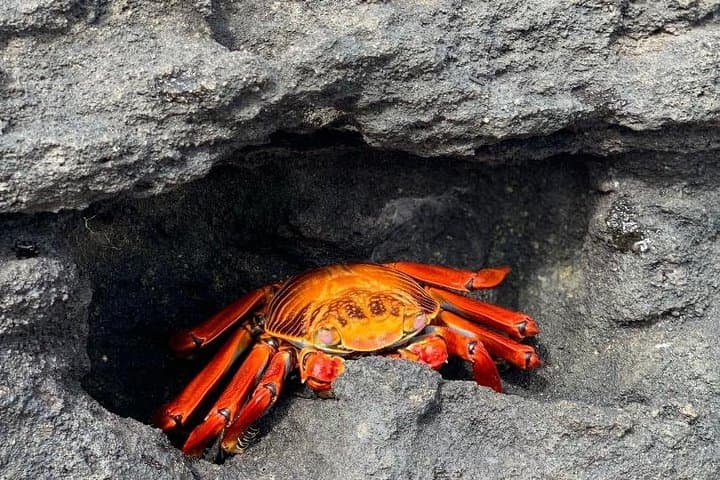 6-Day Galapagos Superior Adventure: San Cristóbal & Santa Cruz Wildlife Expedition photo 5