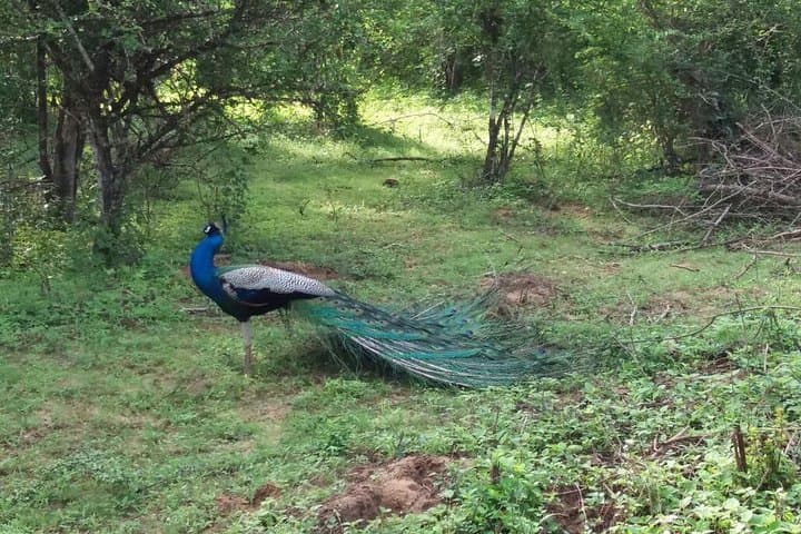Sri Lanka 6-Day Attractions: Galle, Yala & Cultural Coast Highlights photo 3