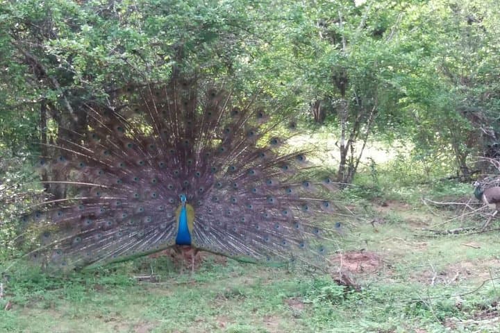 Sri Lanka 6-Day Attractions: Galle, Yala & Cultural Coast Highlights photo 2