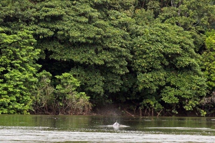 4-Day Cuyabeno Amazon Experience — Canoes, Jungle Hikes & Siona Community Visit photo 4