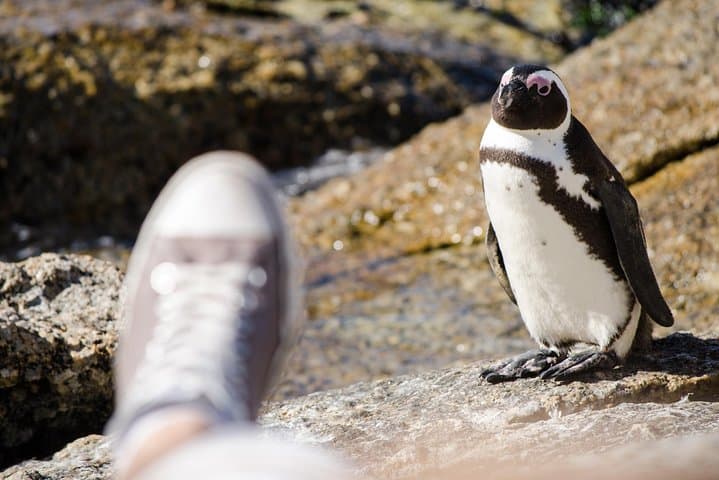 Half-Day Boulders Beach & Cape Point Tour: Penguins, Cliffs and Lighthouse Views