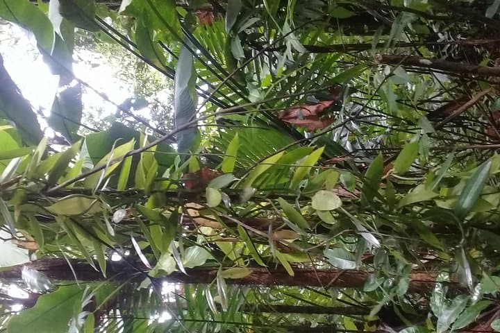 St. Lucia Rainforest Parrot Hike and Waterfall Swim photo 4