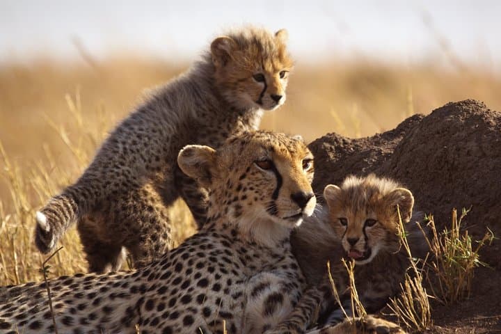 Sunset Big Five Safari from Cape Town — Private Half-Day Game Drive photo 5