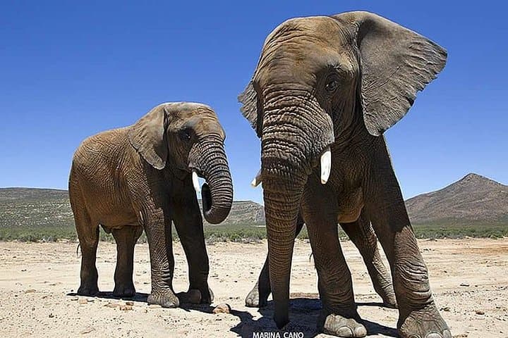 Aquila Day Safari from Cape Town: Big Five Game Drive with Return Transport