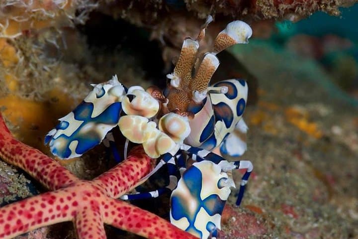 2-Day Scuba Diver Course in Ko Lipe — Learn to Dive (PADI/SSI) photo 3