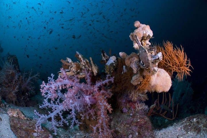 2-Day Scuba Diver Course in Ko Lipe — Learn to Dive (PADI/SSI) photo 4