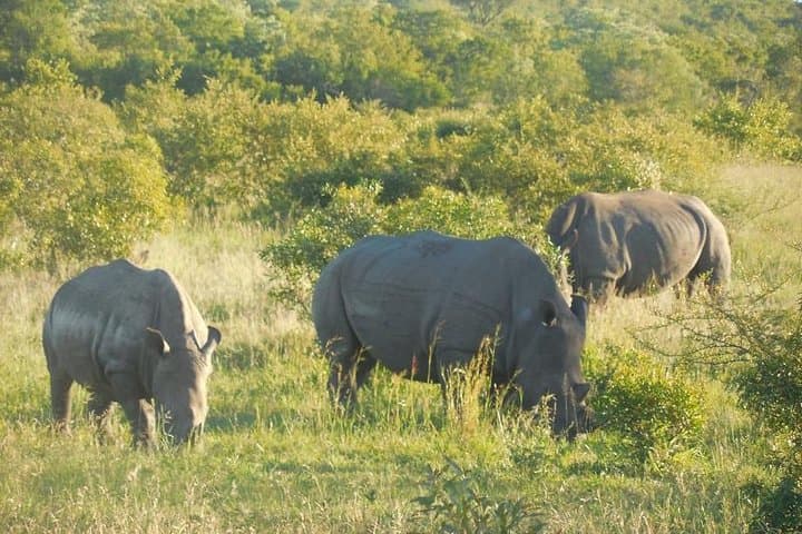 Kruger Full-Day Safari from Nelspruit: Big Five Game Drive