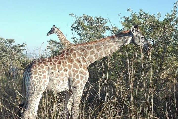 Overnight Kruger Safari: Classic Camping at Pretoriuskop photo 4