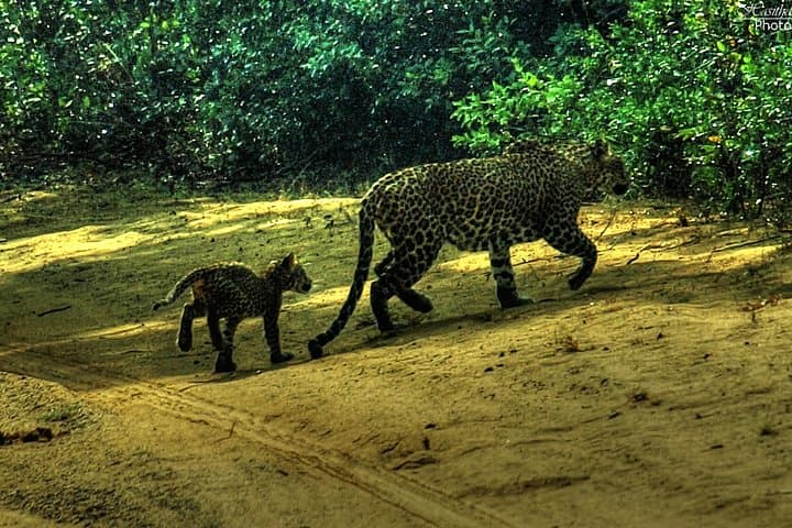Udawalawe & Yala Safari from Colombo — 2-Day Private Wildlife Experience photo 3