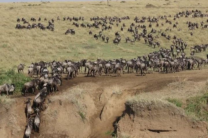 3-Day Masai Mara Safari: Group Game Drives, Big Five & Wildebeest Migration photo 3