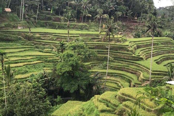 Best of Ubud Private Tour: Monkey Forest, Tegalalang & Temple Walks photo 4
