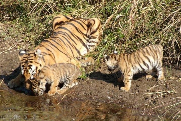 Ranthambore Tiger Safari from Delhi — 3-Day Wildlife & Fort Tour photo 2
