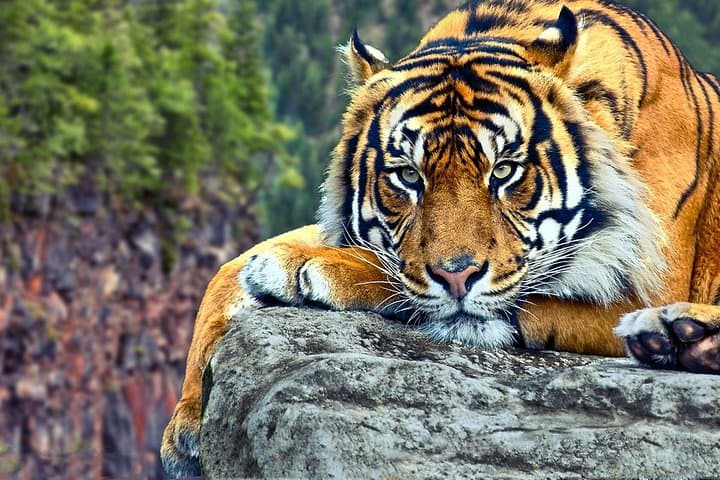 Ranthambore Tiger Safari from Delhi — 3-Day Wildlife & Fort Tour photo 4