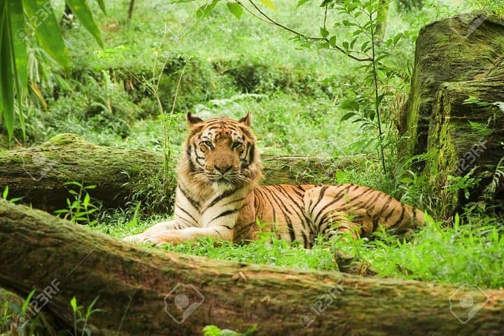 Private Taj Mahal and Ranthambore Safari: 4-Day Tour from Delhi photo 3