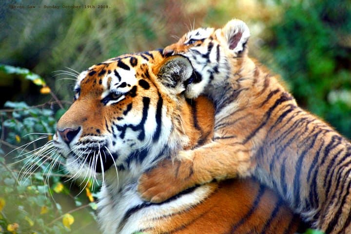 Golden Triangle and Ranthambore Tiger Safari: 7-Day Private Tour from Delhi photo 3