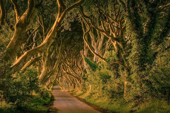 Giant's Causeway, Dark Hedges & Titanic Whiskey: Full-Day Coastal Tour from Dublin photo 5