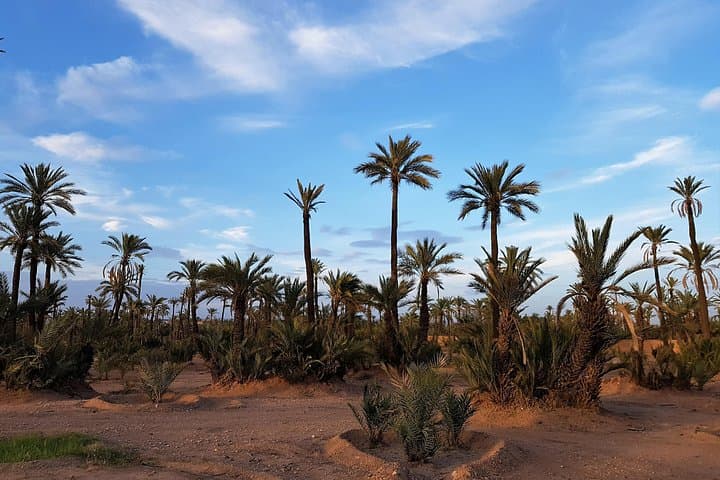 Majorelle Garden, Berber Museum & Palm Oasis Camel Ride — Half-Day Cultural Tour from Marrakech photo 4