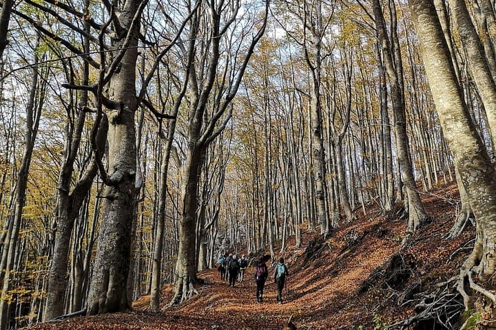 Hike Monte Faito from Sorrento: Beech-Forest Loop with Capri & Vesuvius Views photo 4