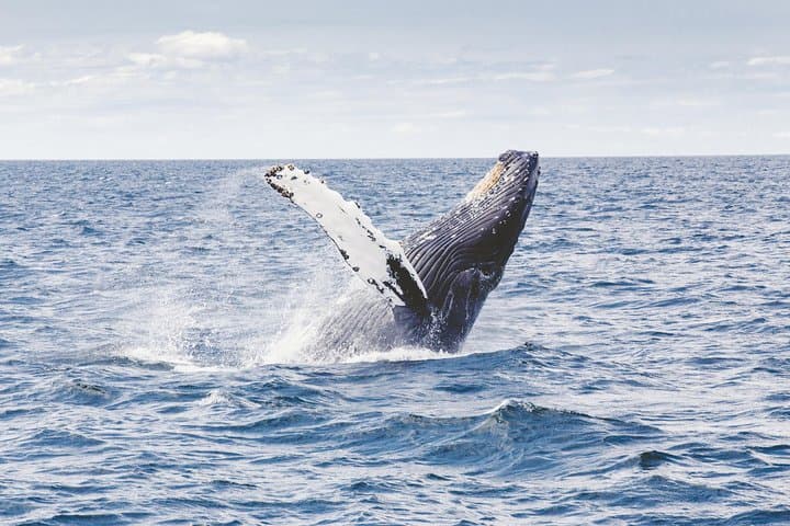 Private Whale Watching from Waikiki: Ala Wai Harbor Charter (2-hour) photo 2
