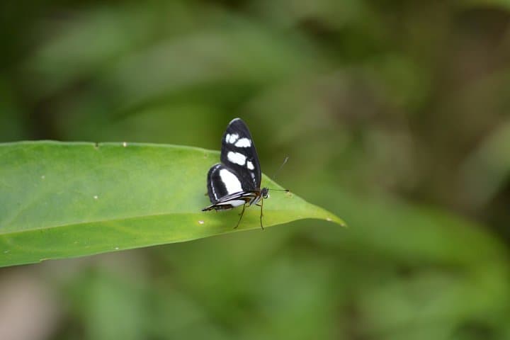 Mindo Cloud Forest Adventure: Waterfalls, Birds & Chocolate Day Tour from Quito photo 4