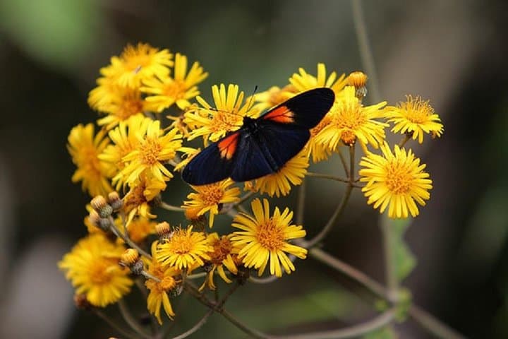 Mindo Cloud Forest Adventure: Waterfalls, Birds & Chocolate Day Tour from Quito photo 5