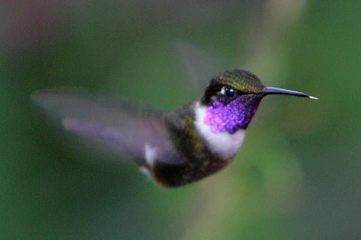 Mindo Cloud Forest Adventure: Waterfalls, Birds & Chocolate Day Tour from Quito