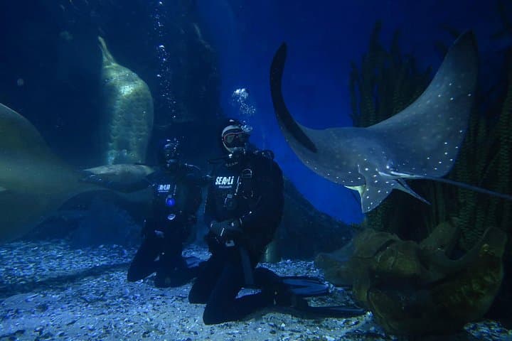 Shark Dive at SEA LIFE Melbourne Aquarium — Up‑Close Oceanarium Encounter photo 6