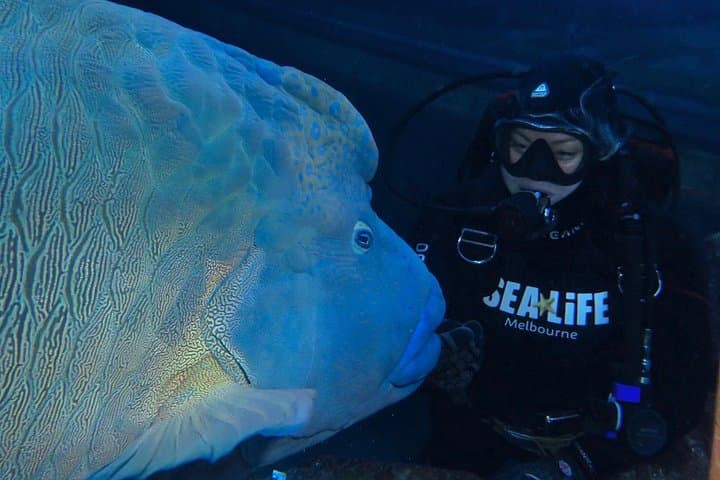 Shark Dive at SEA LIFE Melbourne Aquarium — Up‑Close Oceanarium Encounter photo 4