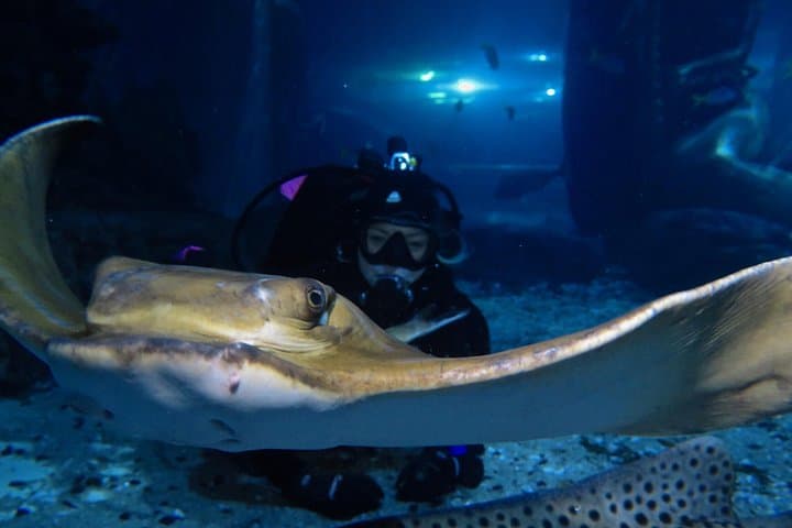 Shark Dive at SEA LIFE Melbourne Aquarium — Up‑Close Oceanarium Encounter photo 5