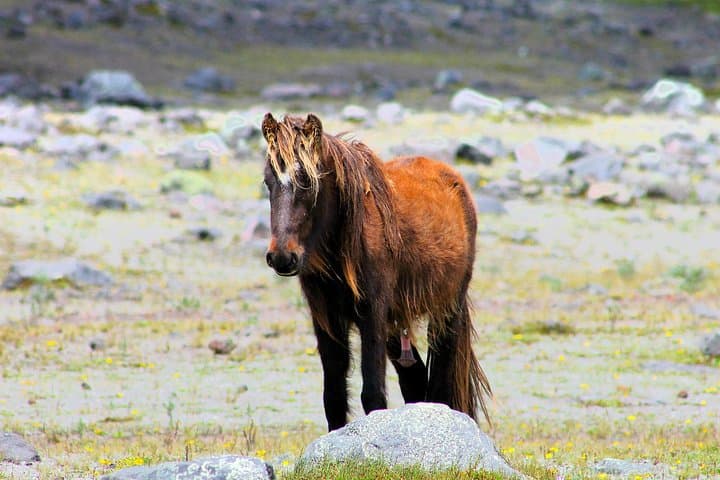 Cotopaxi Full-Day Adventure: Limpiopungo Lagoon, José Rivas Refuge & Andean Views photo 4