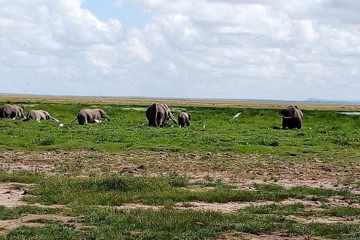 Two-Day Tarangire Safari from Arusha: Elephants, Baobabs & Birdlife photo 3