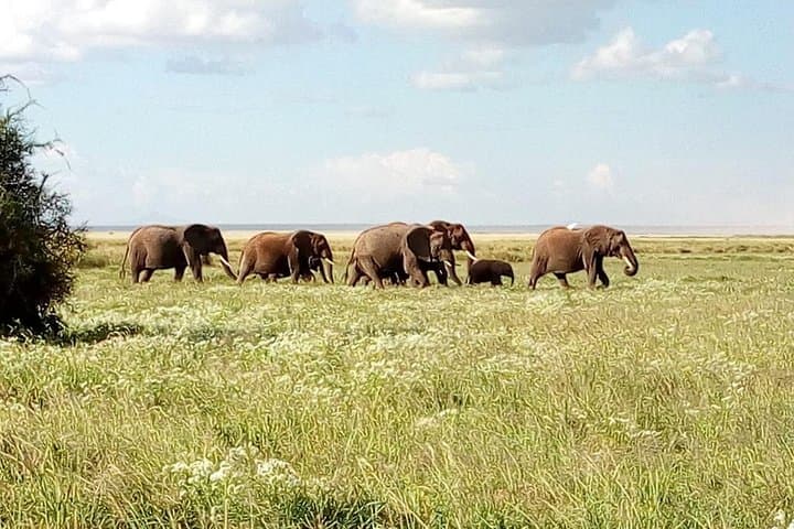 Two-Day Tarangire Safari from Arusha: Elephants, Baobabs & Birdlife photo 4