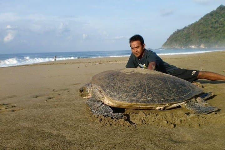 Sukamade Turtle Beach Tour: Night Nesting and Baby Turtle Release in Meru Betiri photo 4