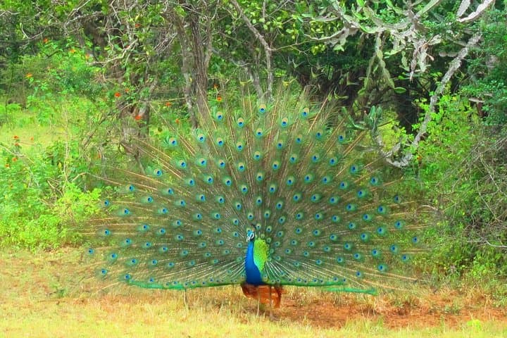 Two-Day Private Leopard Safari in Yala National Park from Bentota photo 6