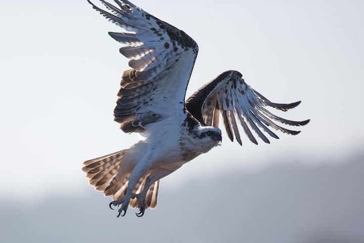 Albany Wildlife and Scenic Cruise — Pelicans, Kalgan River & Oyster Harbour Tour photo 4