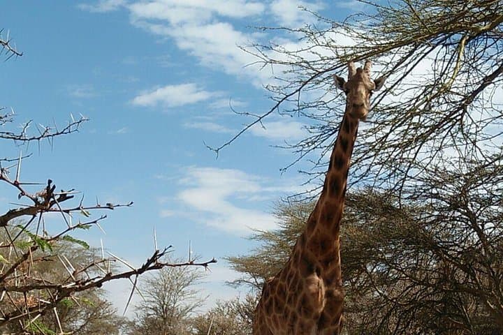 Tsavo East & West and Amboseli — 5-Day Safari from Mombasa photo 3