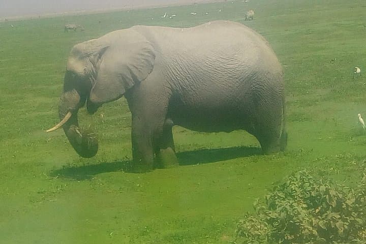 Tsavo East & West and Amboseli — 5-Day Safari from Mombasa photo 4