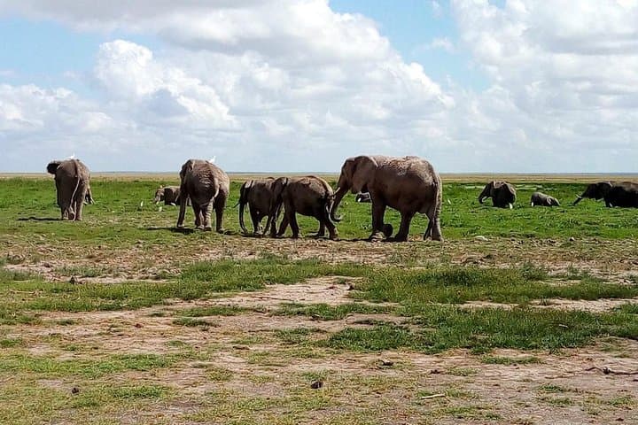 4-Day Tanzania Safari: Lake Manyara, Serengeti & Ngorongoro photo 3