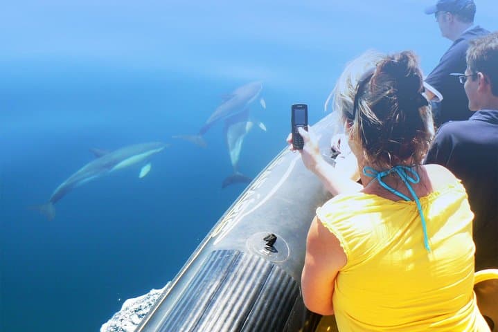 Vilamoura Dolphin Watching & Algarve Cave Cruise — 2-Hour Boat Tour photo 6