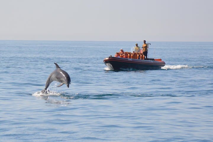 Vilamoura Dolphin Watching & Algarve Cave Cruise — 2-Hour Boat Tour