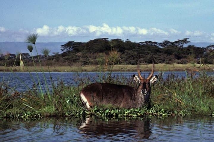 Uganda 7-Night Safari: Murchison Falls to Kibale, Queen Elizabeth & Lake Mburo photo 3