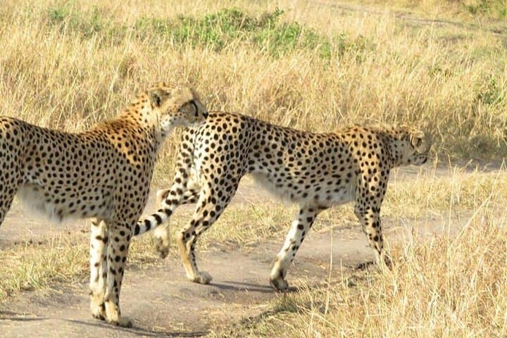 Four-Day Kenya Safari: Lake Nakuru & Maasai Mara Wildlife Experience photo 2