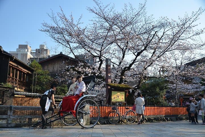 Kyoto Cherry Blossom Hanami: Private Sakura Tour & Secret Picnic Spots photo 3