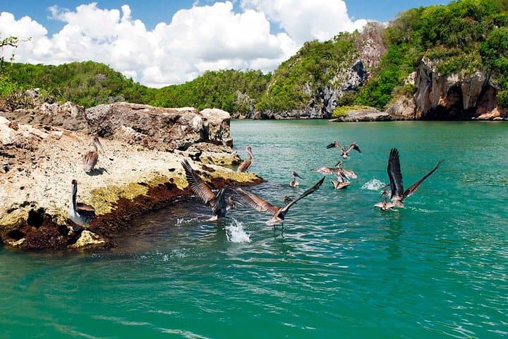 Los Haitises & Cayo Levantado Day Trip from Samaná: Mangroves, Caves and Bacardí Island Beach