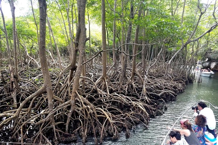 Los Haitises & Cayo Levantado Day Trip from Samaná: Mangroves, Caves and Bacardí Island Beach photo 5
