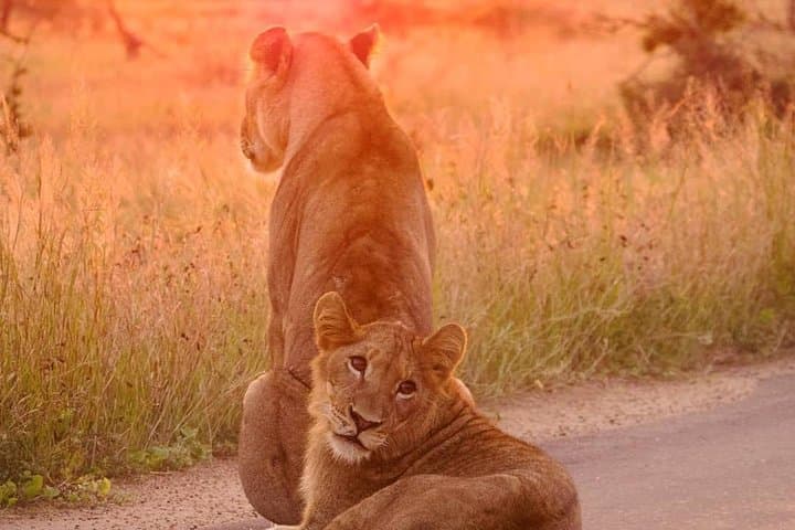 4-Day Kruger National Park Big 5 Safari & Panorama Route — God’s Window to the Sabie River photo 3