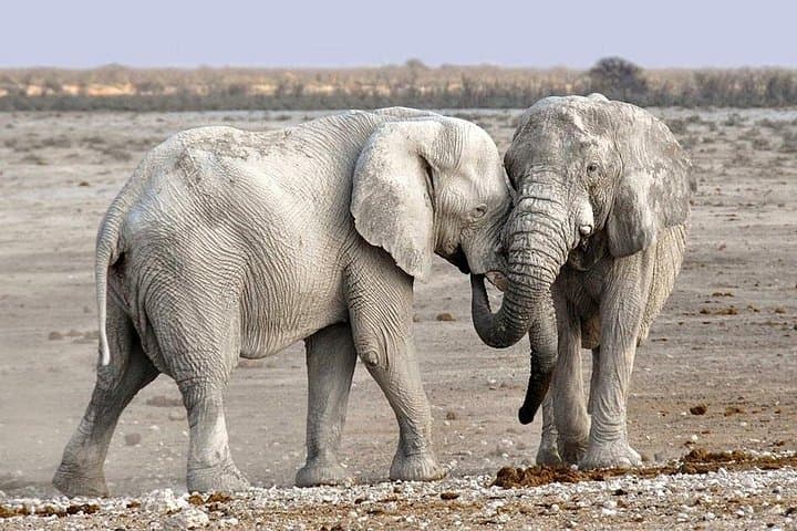 2-Day Budget Camping Safari Tarangire Ngorongoro Lake Manyara photo 2